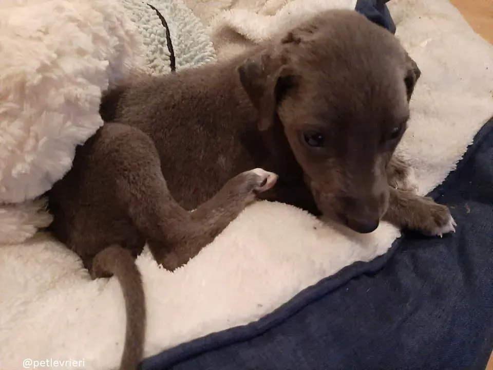 Blue adozione greyhound 10