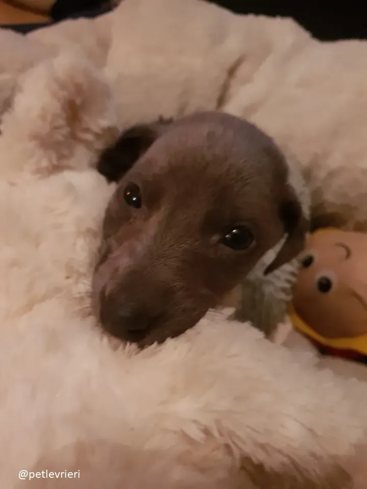 Blue adozione greyhound 11