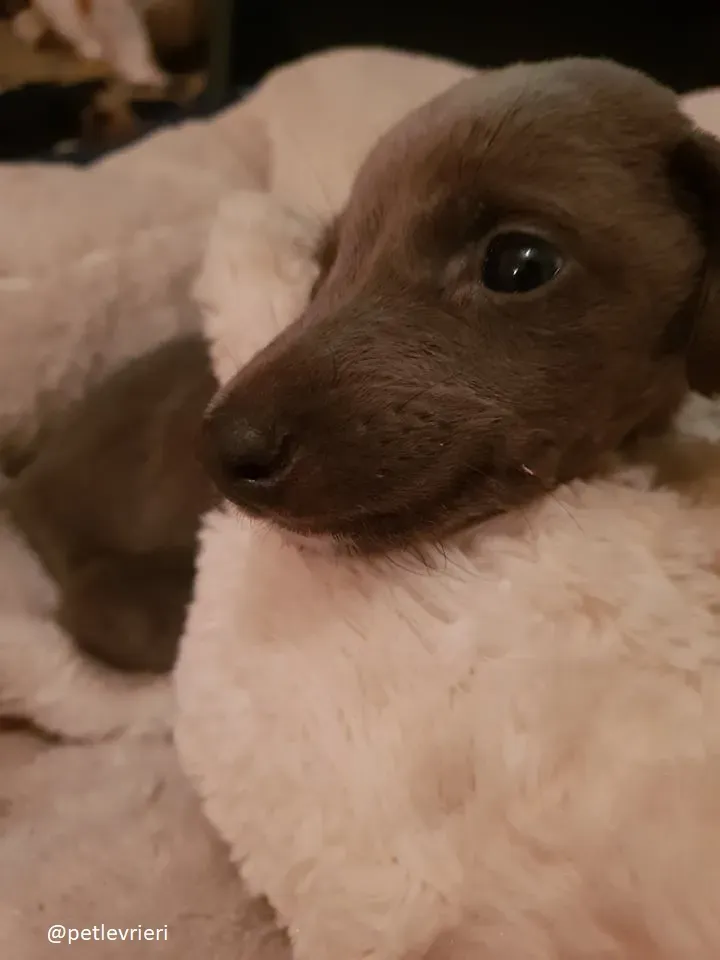 Blue adozione greyhound 12