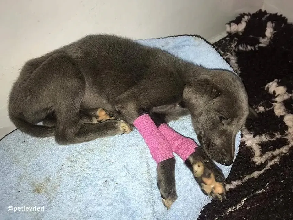 Blue adozione greyhound 13