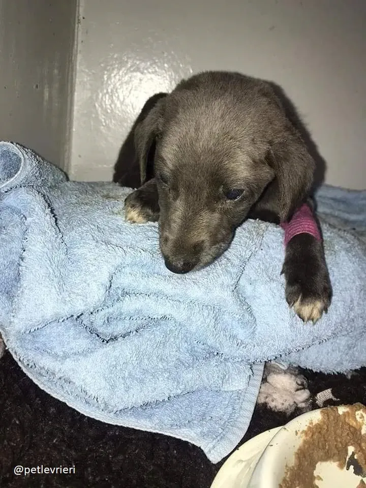 Blue adozione greyhound 14