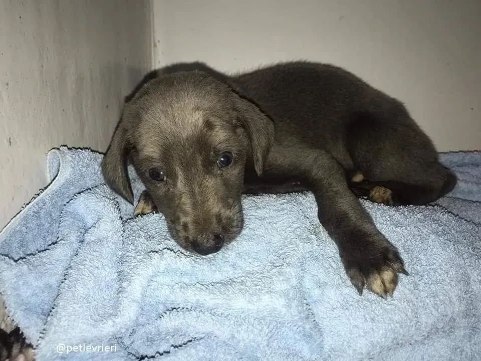 Blue adozione greyhound 15