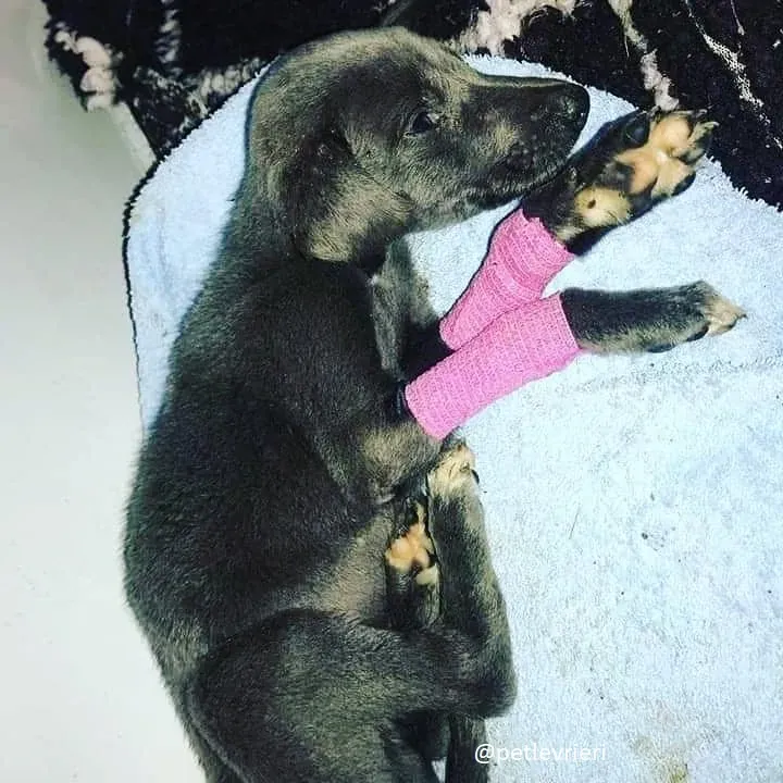 Blue adozione greyhound 16