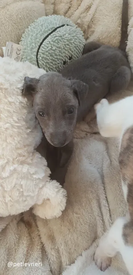 Blue adozione greyhound 17