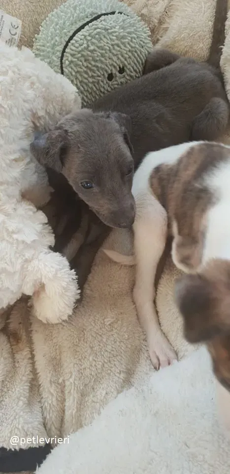 Blue adozione greyhound 18