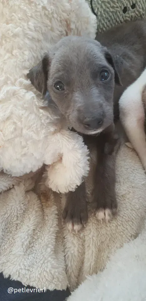 Blue adozione greyhound 19 1