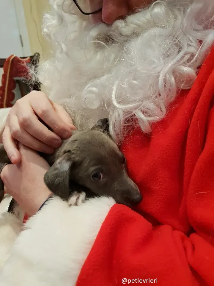 Blue adozione greyhound 20