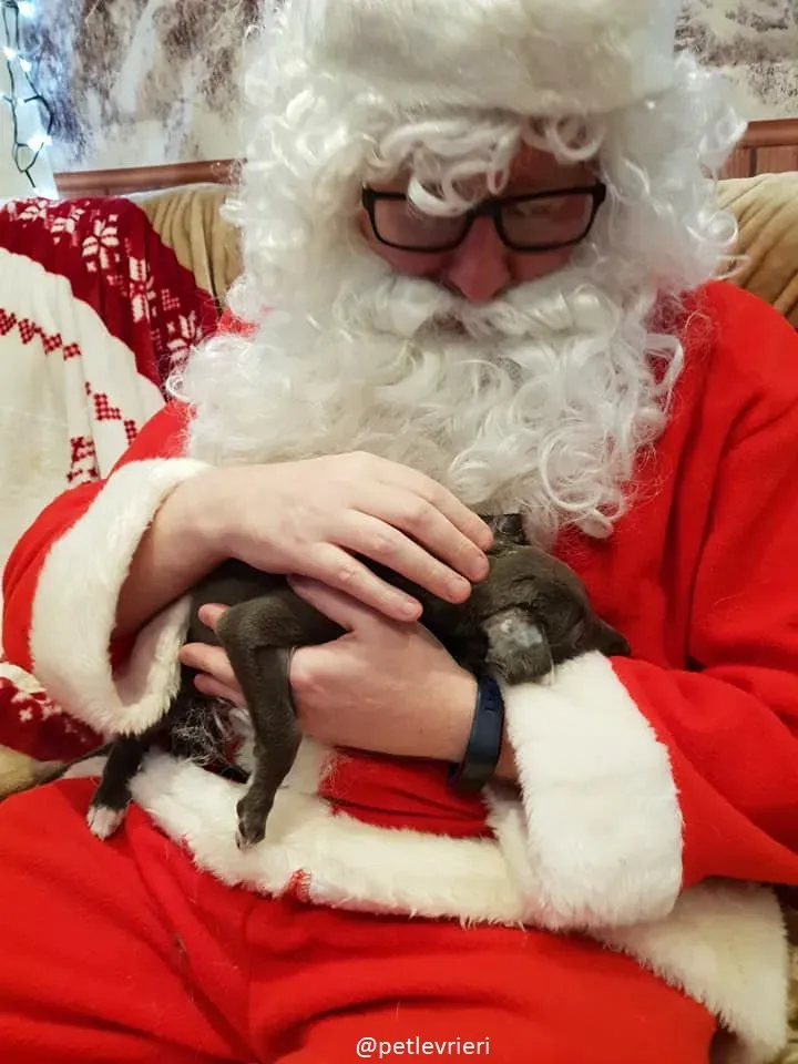 Blue adozione greyhound 22