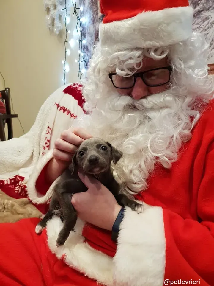 Blue adozione greyhound 23