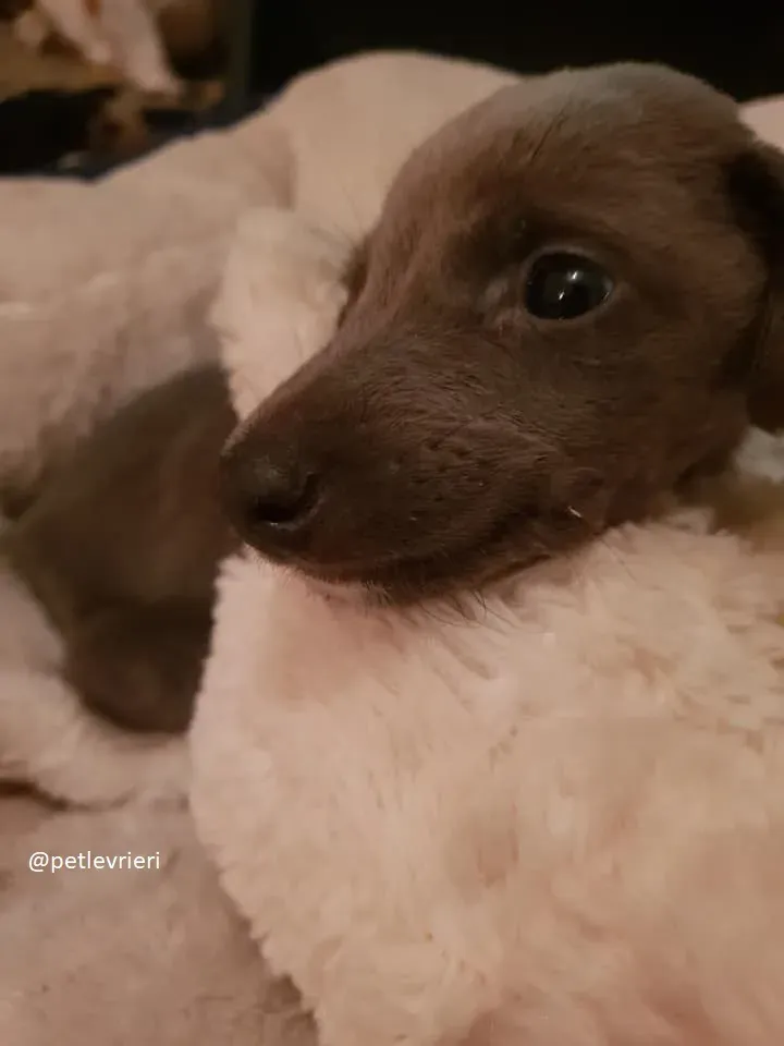 Blue adozione greyhound 3