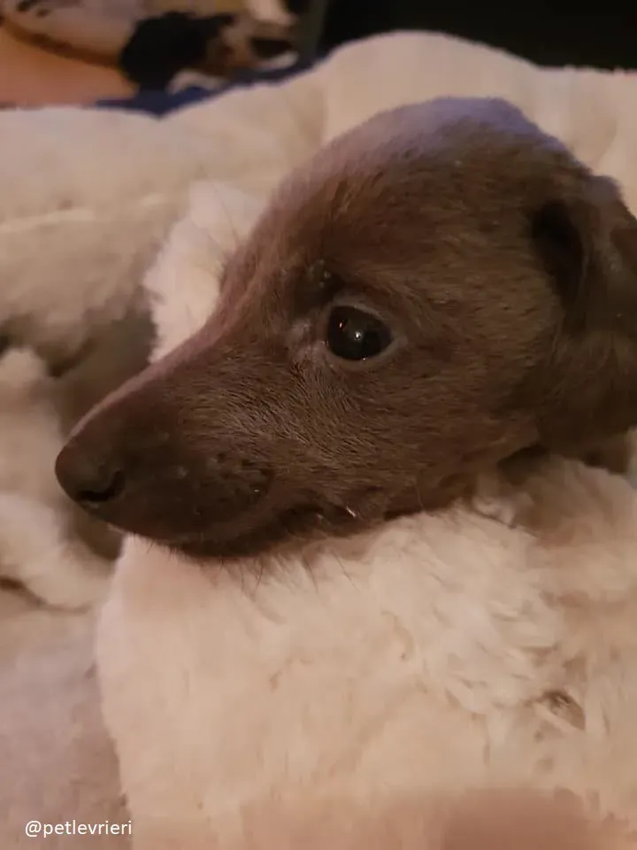 Blue adozione greyhound 4