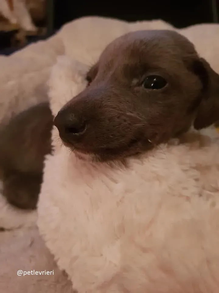 Blue adozione greyhound 5