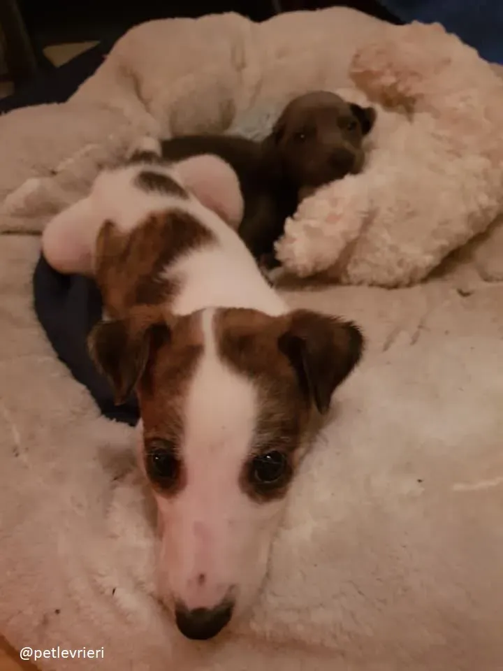 Blue adozione greyhound 6