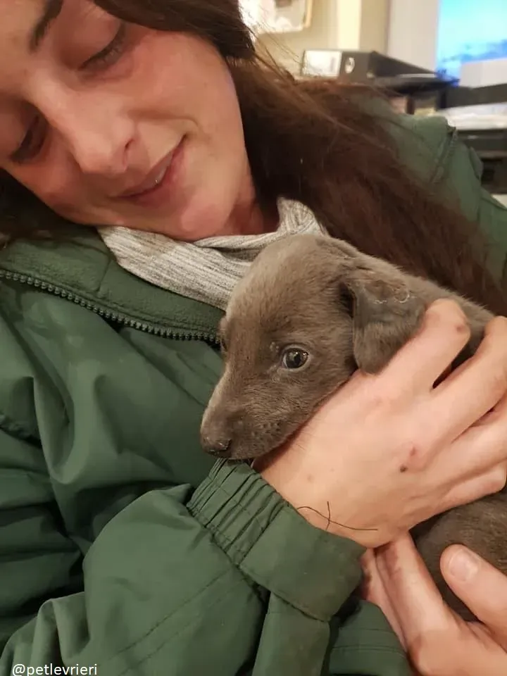 Blue adozione greyhound 7