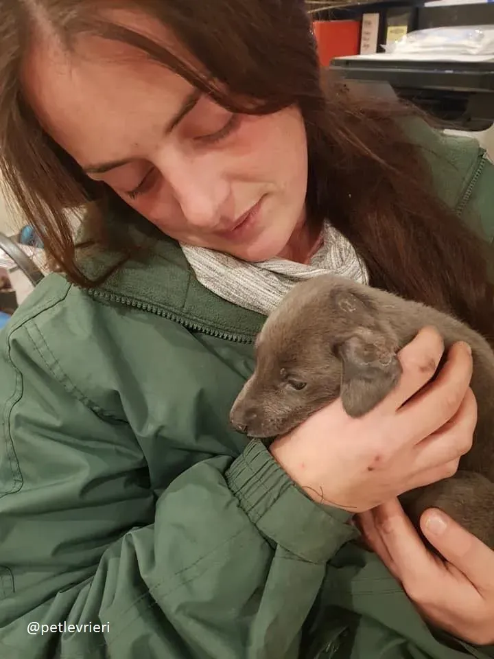 Blue adozione greyhound 8