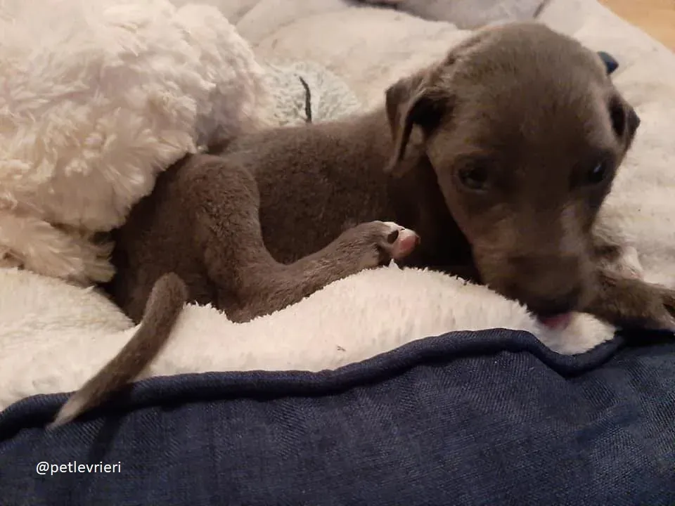 Blue adozione greyhound 9