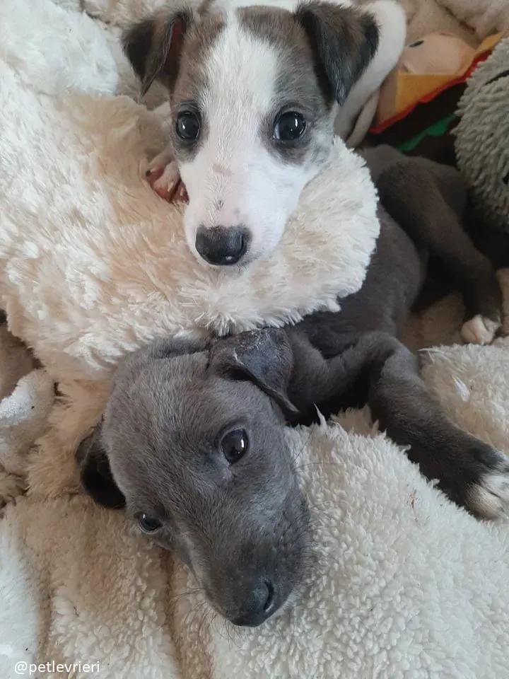 Blue adozione greyhound