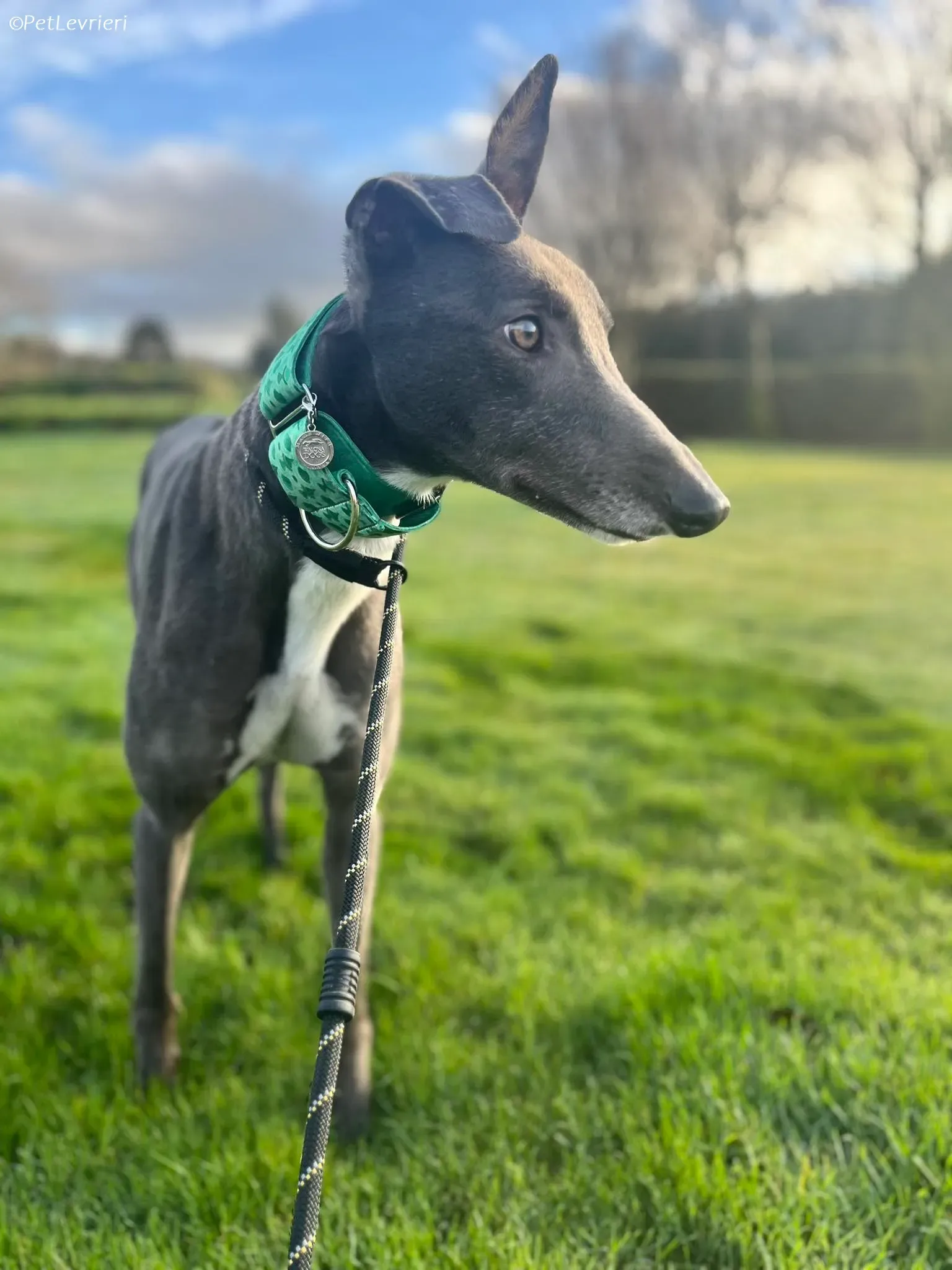 Blue adozione levrieri greyhound 10