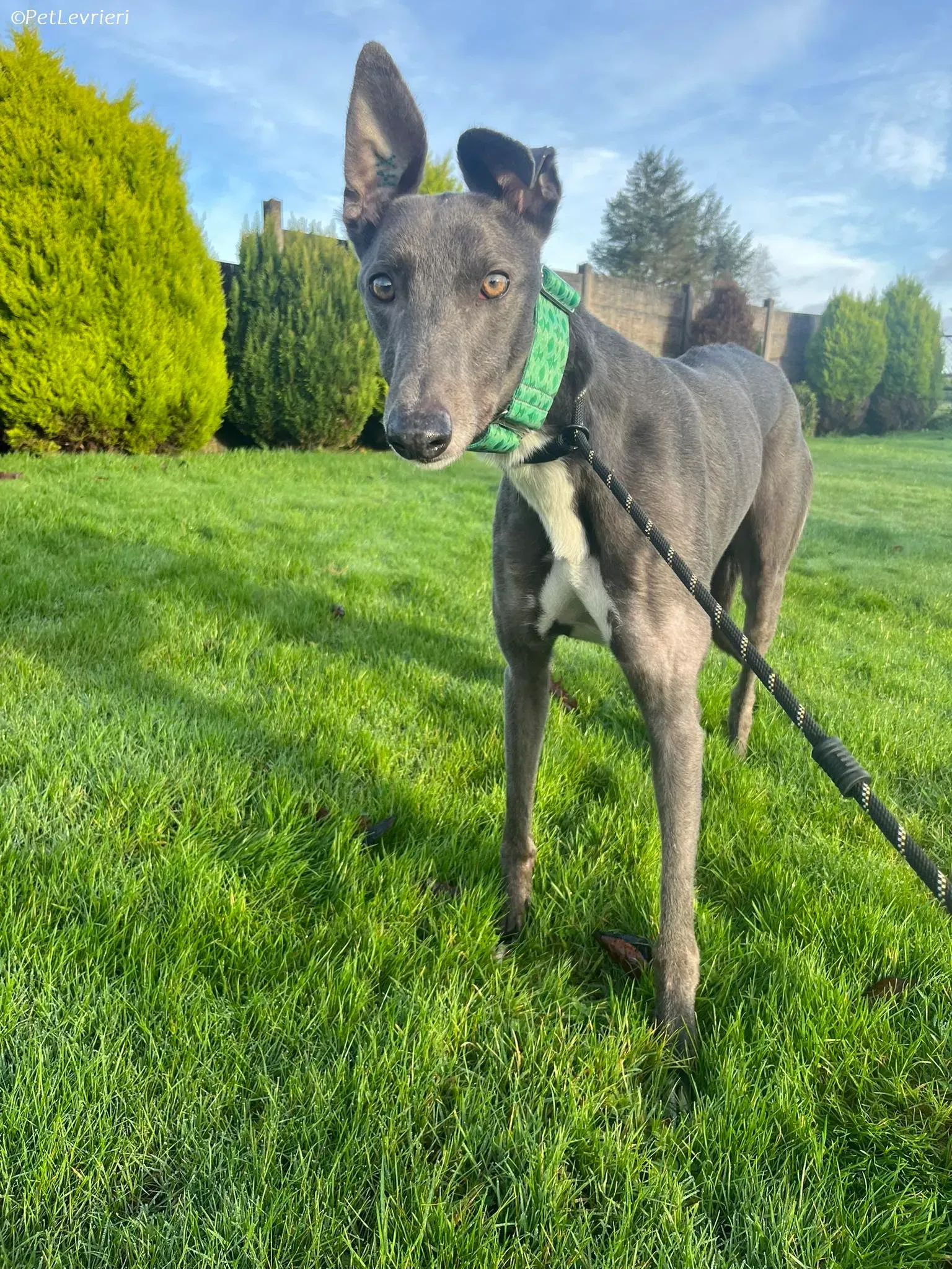 Blue adozione levrieri greyhound 13