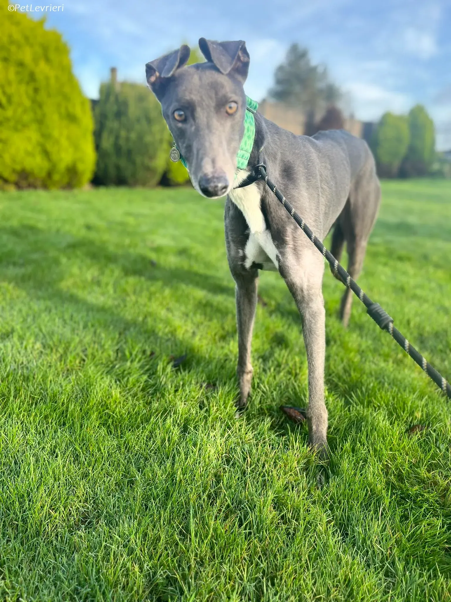 Blue adozione levrieri greyhound 14