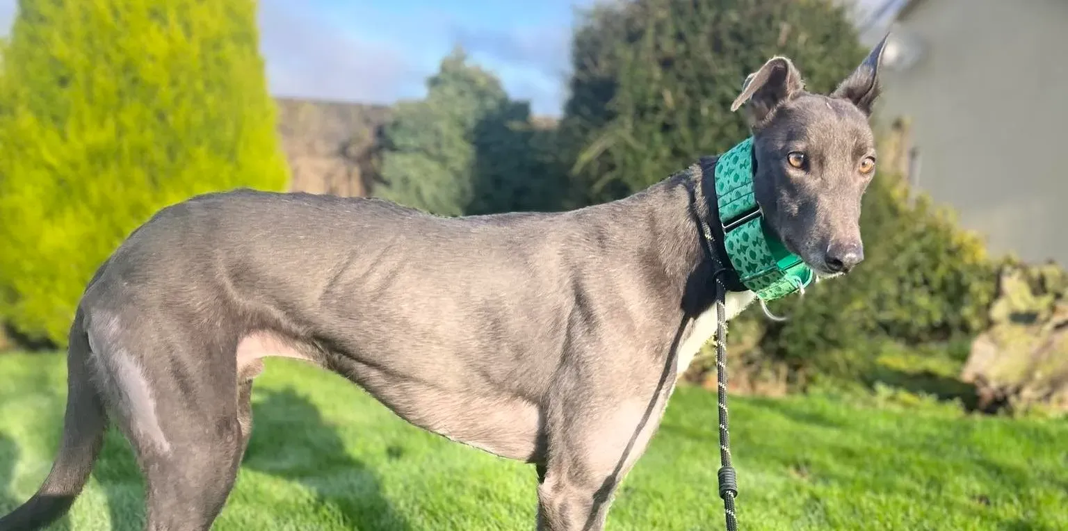Blue adozione levrieri greyhound 16 e1702744564861