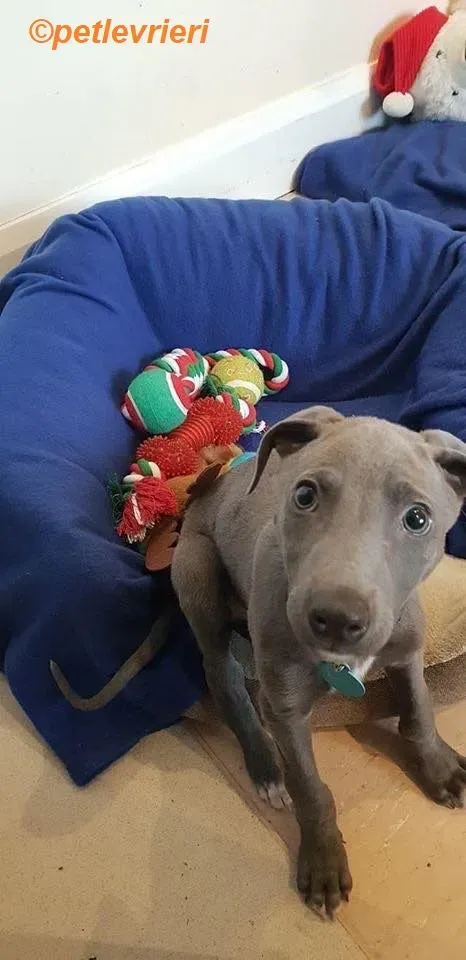 Blue adozione levrieri greyhound 16