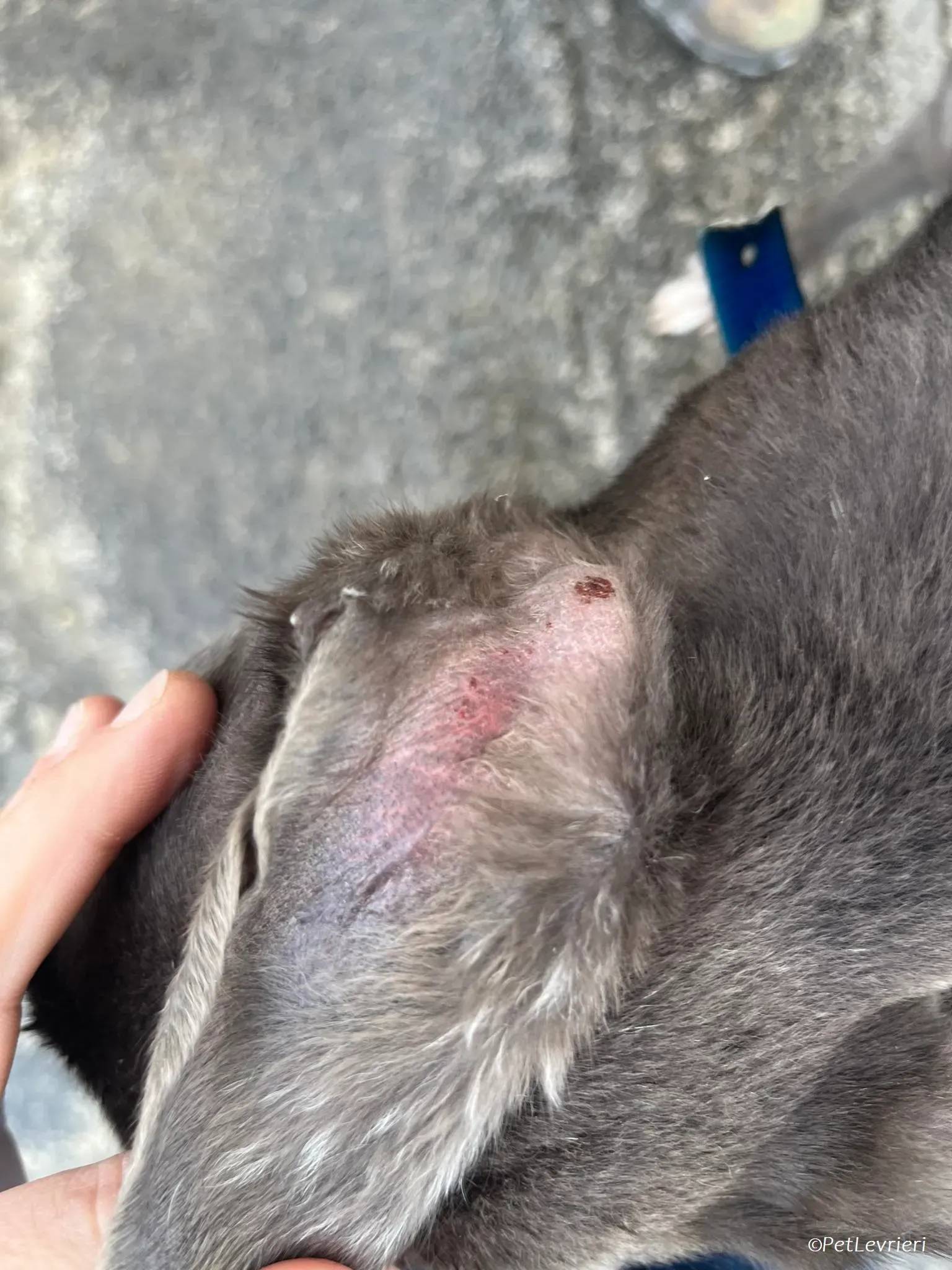 Blue adozione levrieri greyhound 2