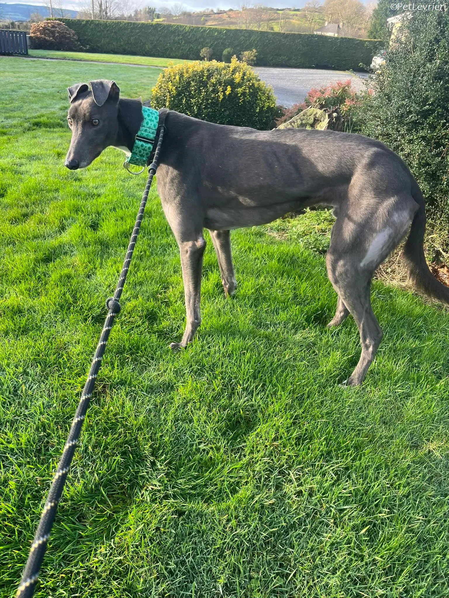 Blue adozione levrieri greyhound 20