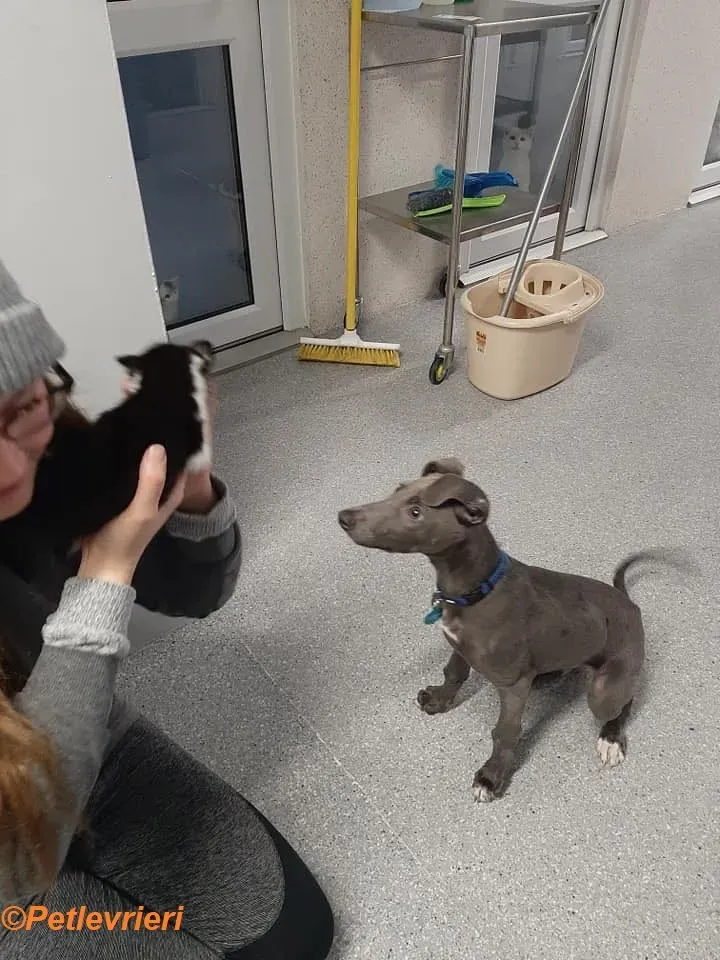 Blue adozione levrieri greyhound 22