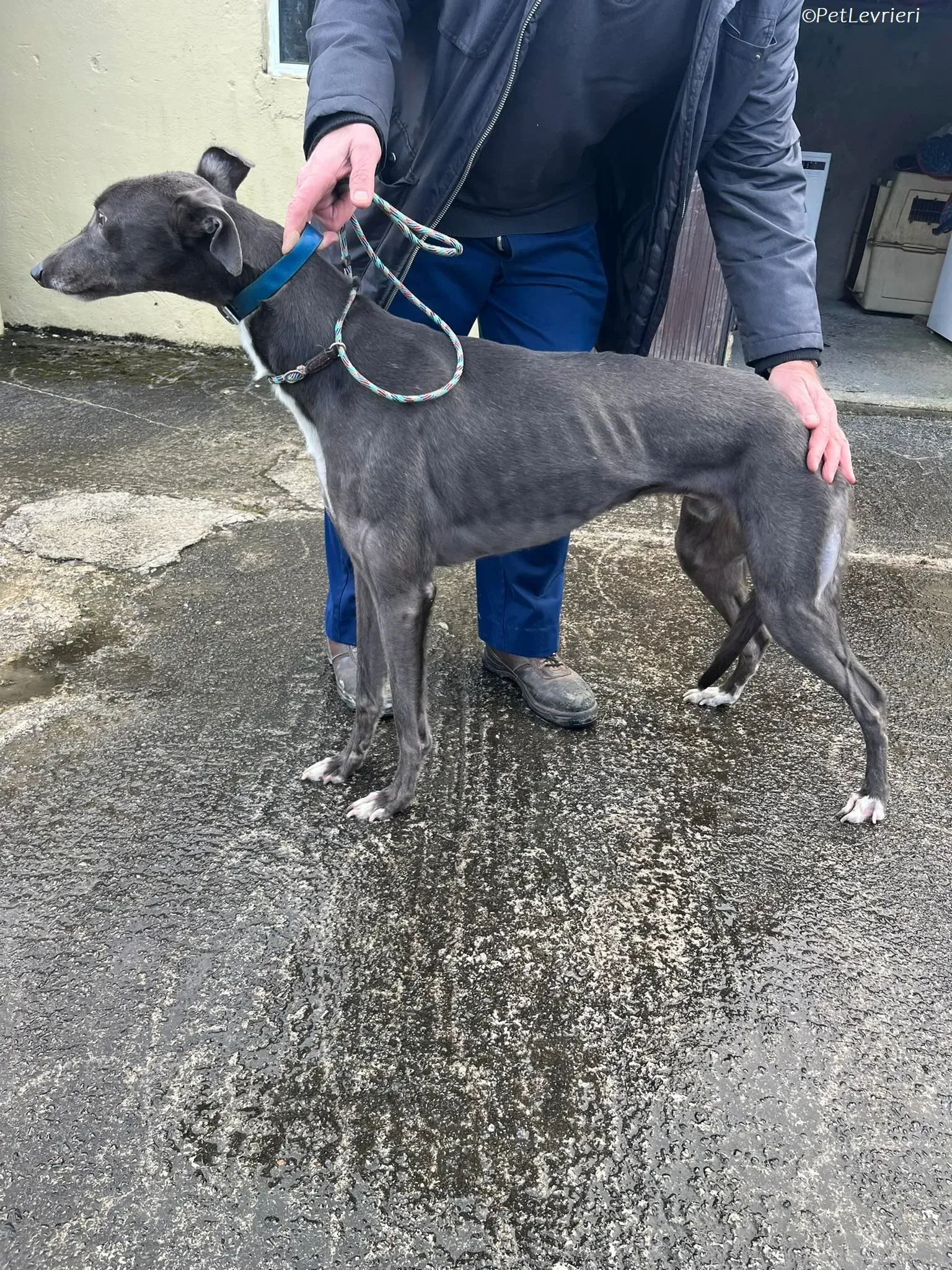 Blue adozione levrieri greyhound 5