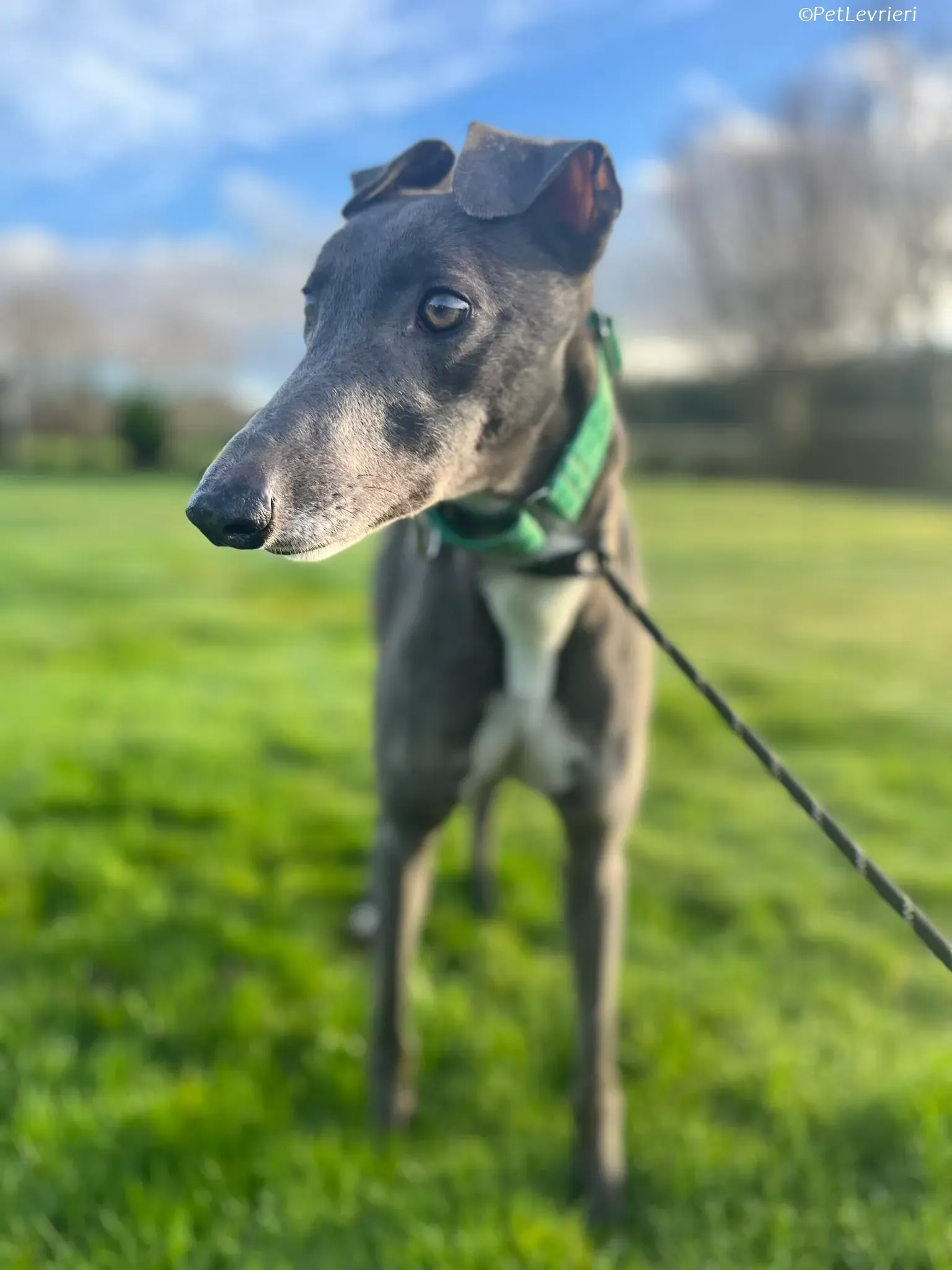 Blue adozione levrieri greyhound 11