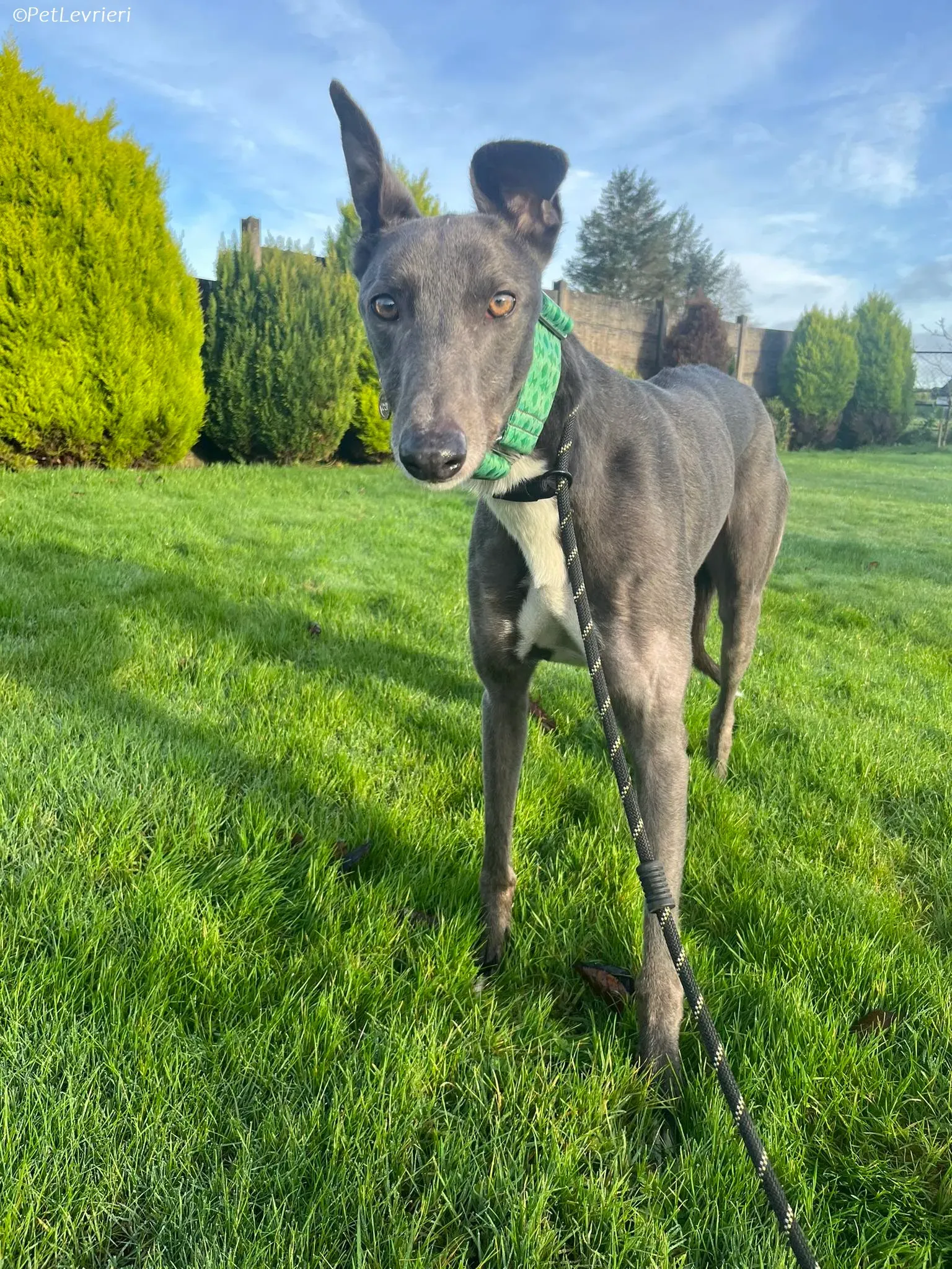 Blue adozione levrieri greyhound 12