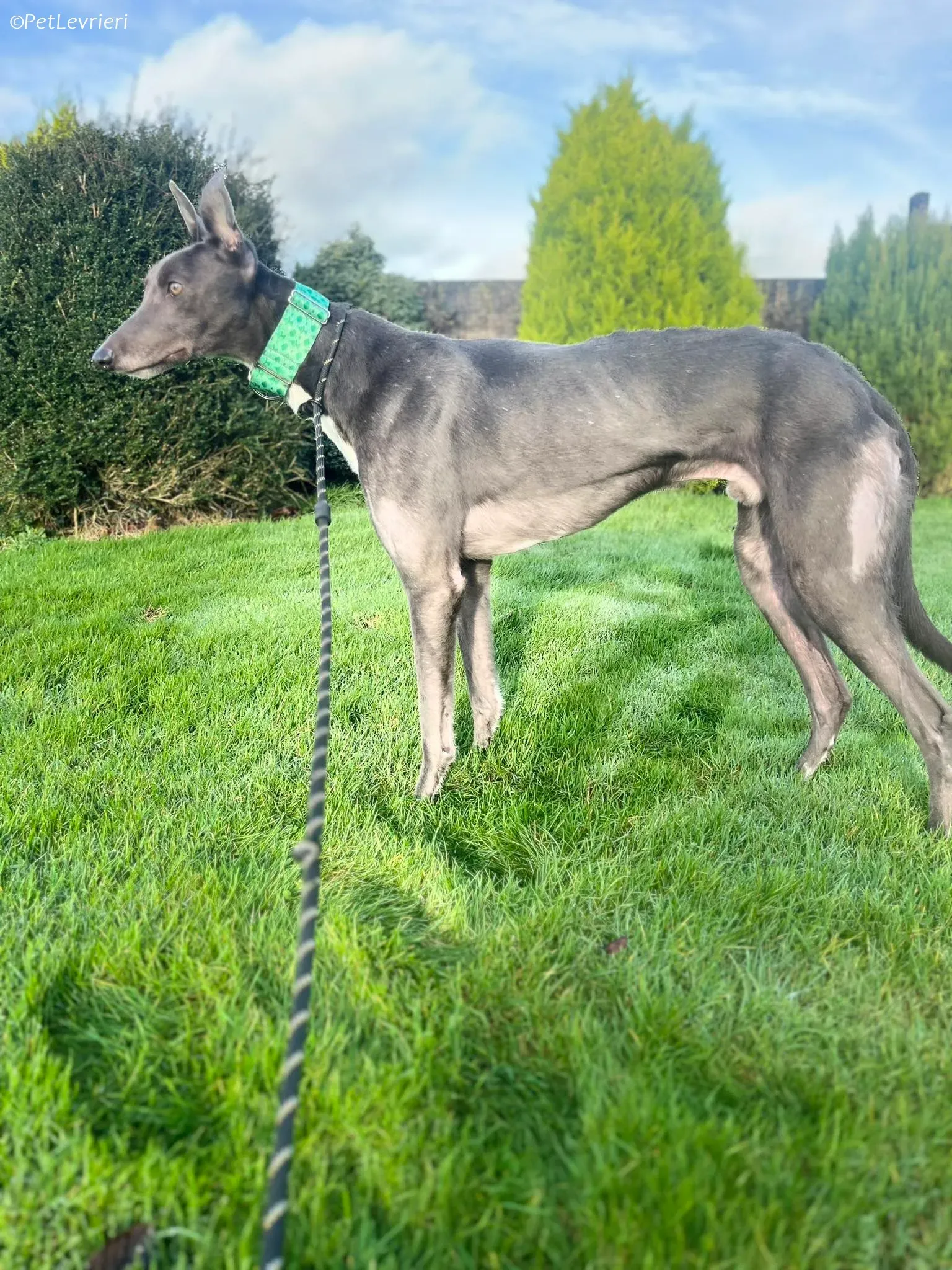 Blue adozione levrieri greyhound 15