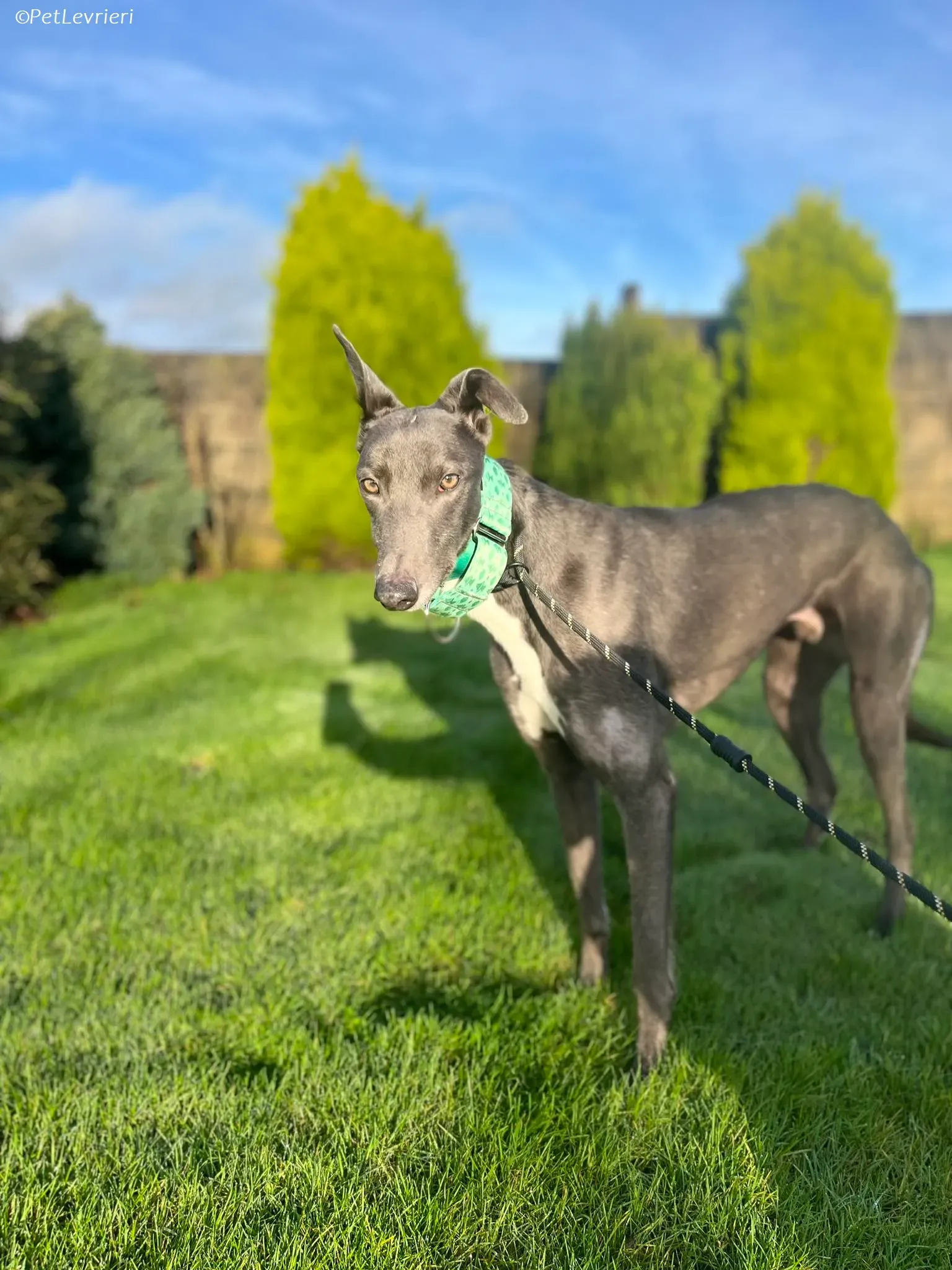 Blue adozione levrieri greyhound 17