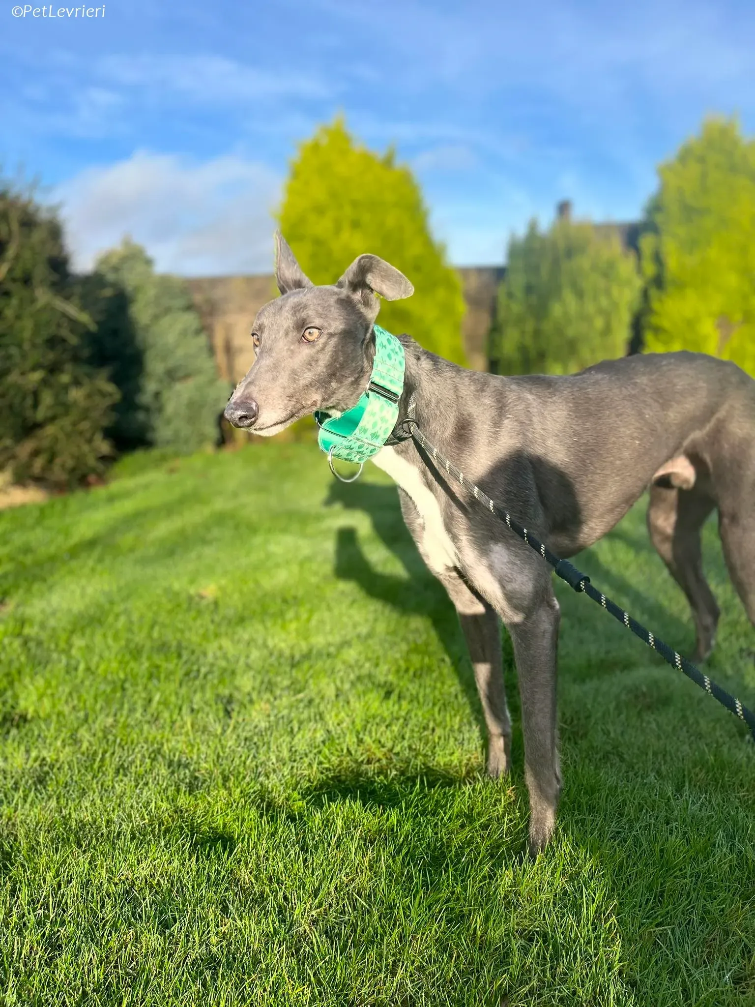 Blue adozione levrieri greyhound 18