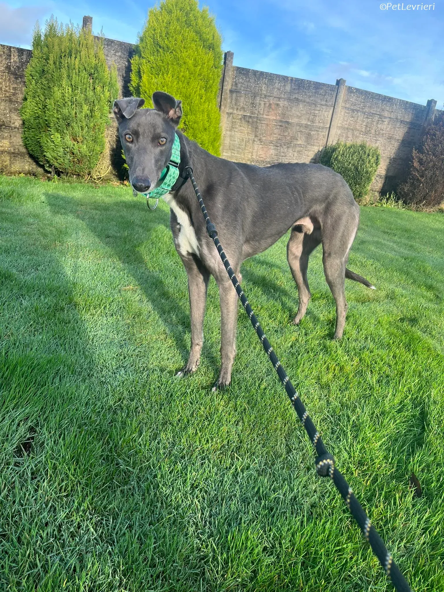 Blue adozione levrieri greyhound 19