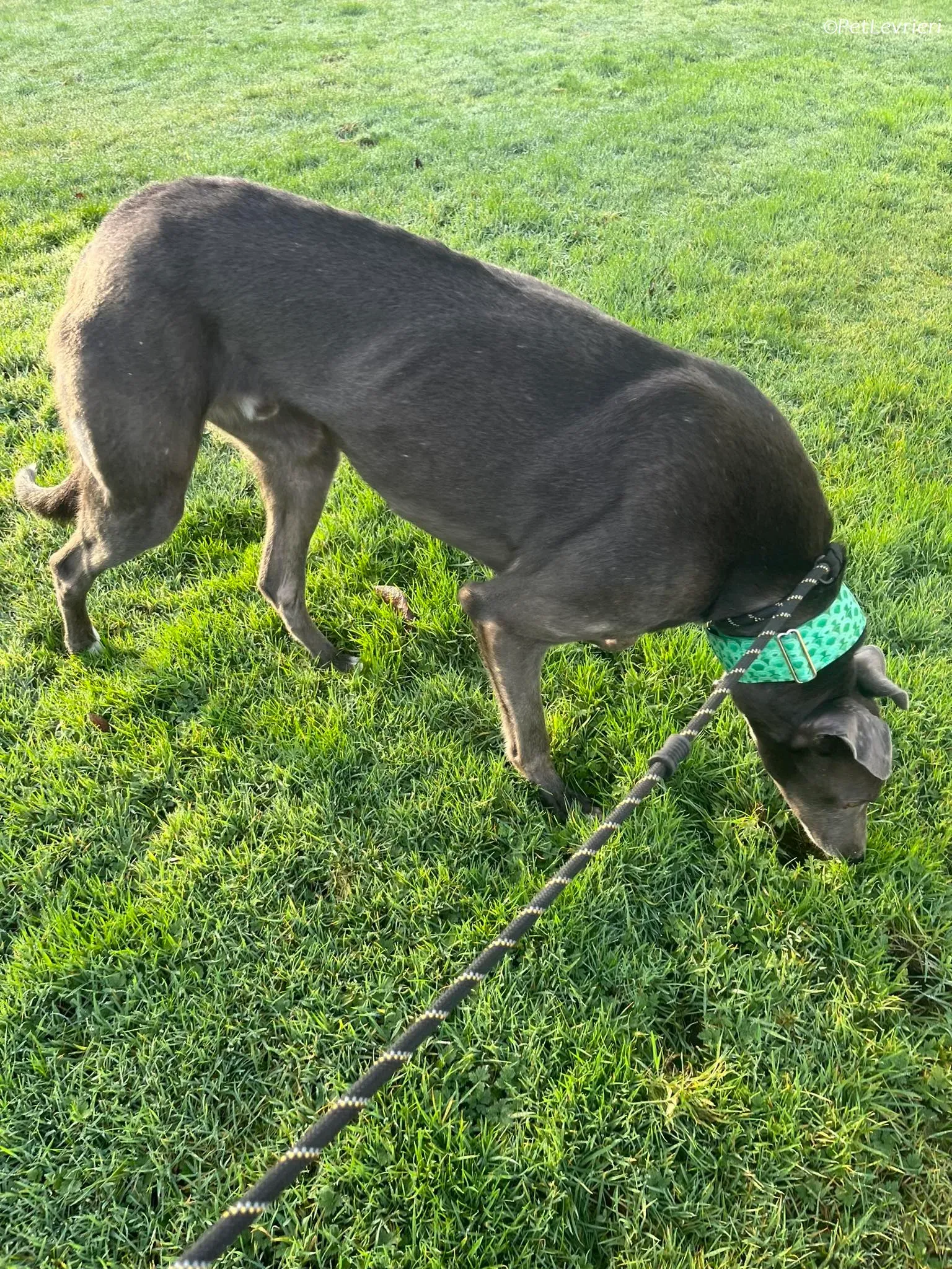 Blue adozione levrieri greyhound 21