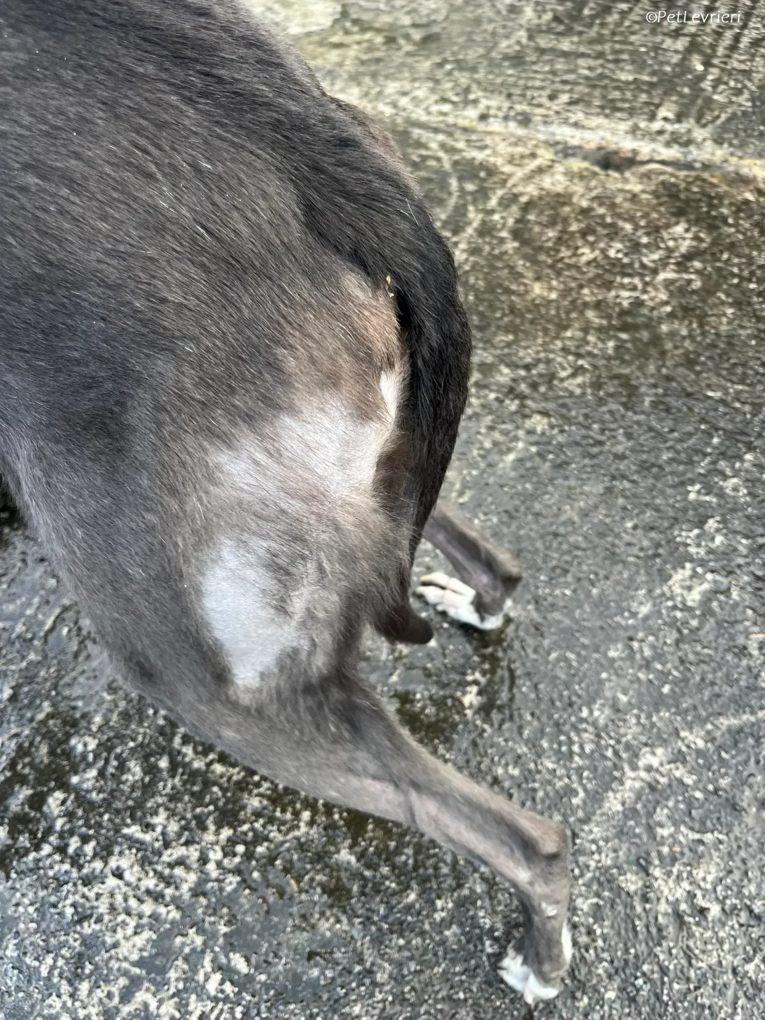 Blue adozione levrieri greyhound 3