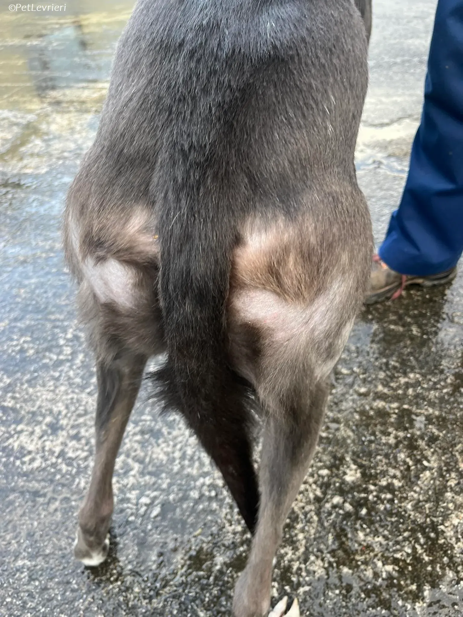 Blue adozione levrieri greyhound 4