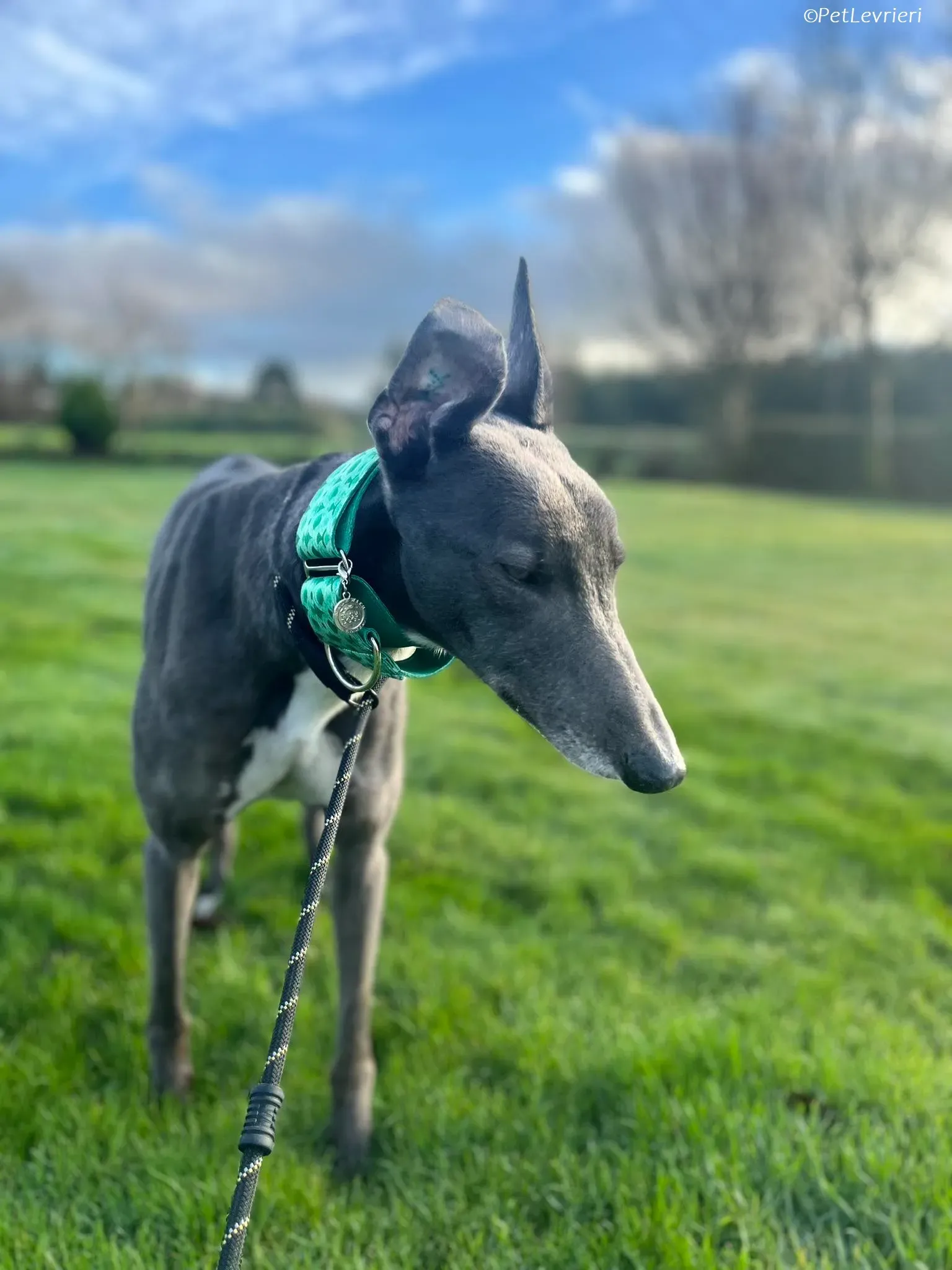 Blue adozione levrieri greyhound 8