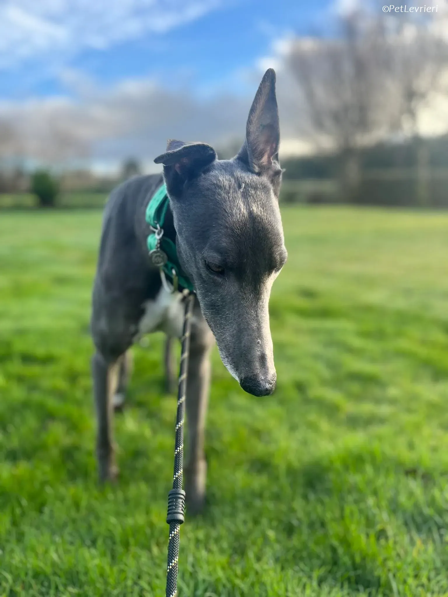 Blue adozione levrieri greyhound 7