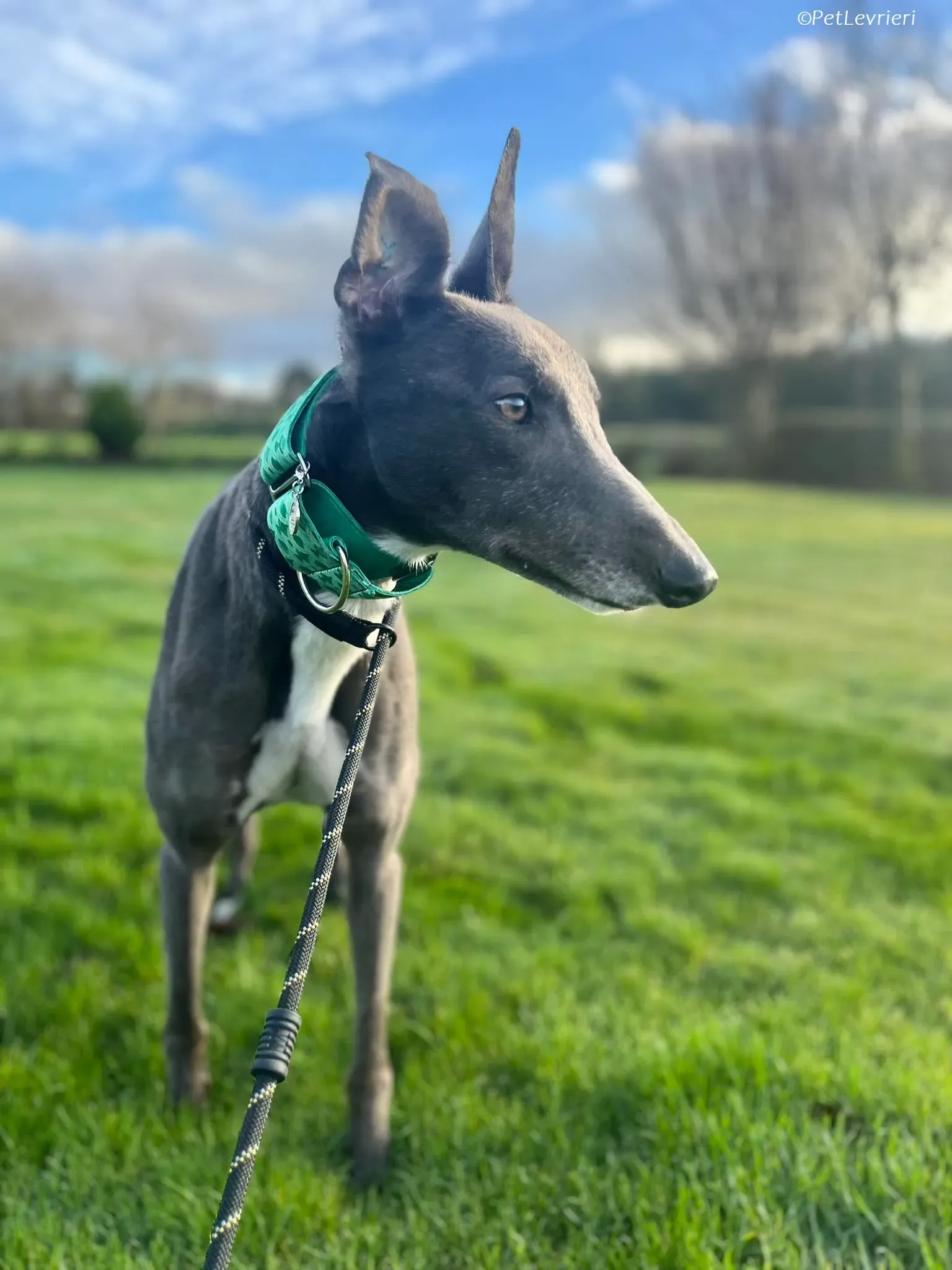 Blue adozione levrieri greyhound 9