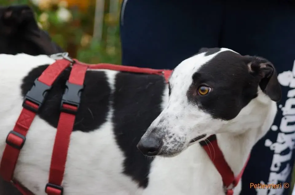 Bob Greyhound adozionelevrieri petlevrieri foster 1