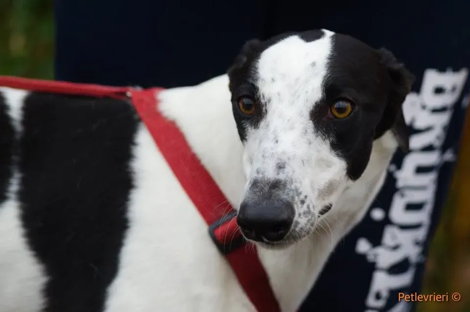 Bob Greyhound adozionelevrieri petlevrieri foster 2