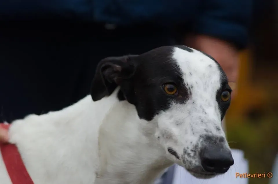 Bob Greyhound adozionelevrieri petlevrieri foster 3