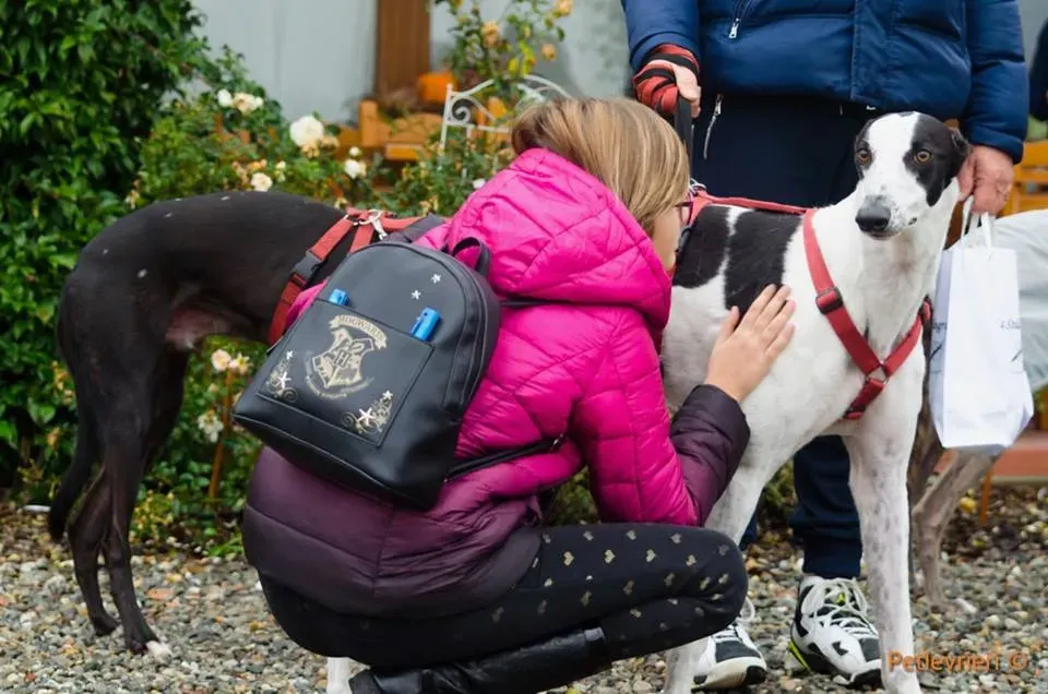 Bob Greyhound adozionelevrieri petlevrieri foster 4