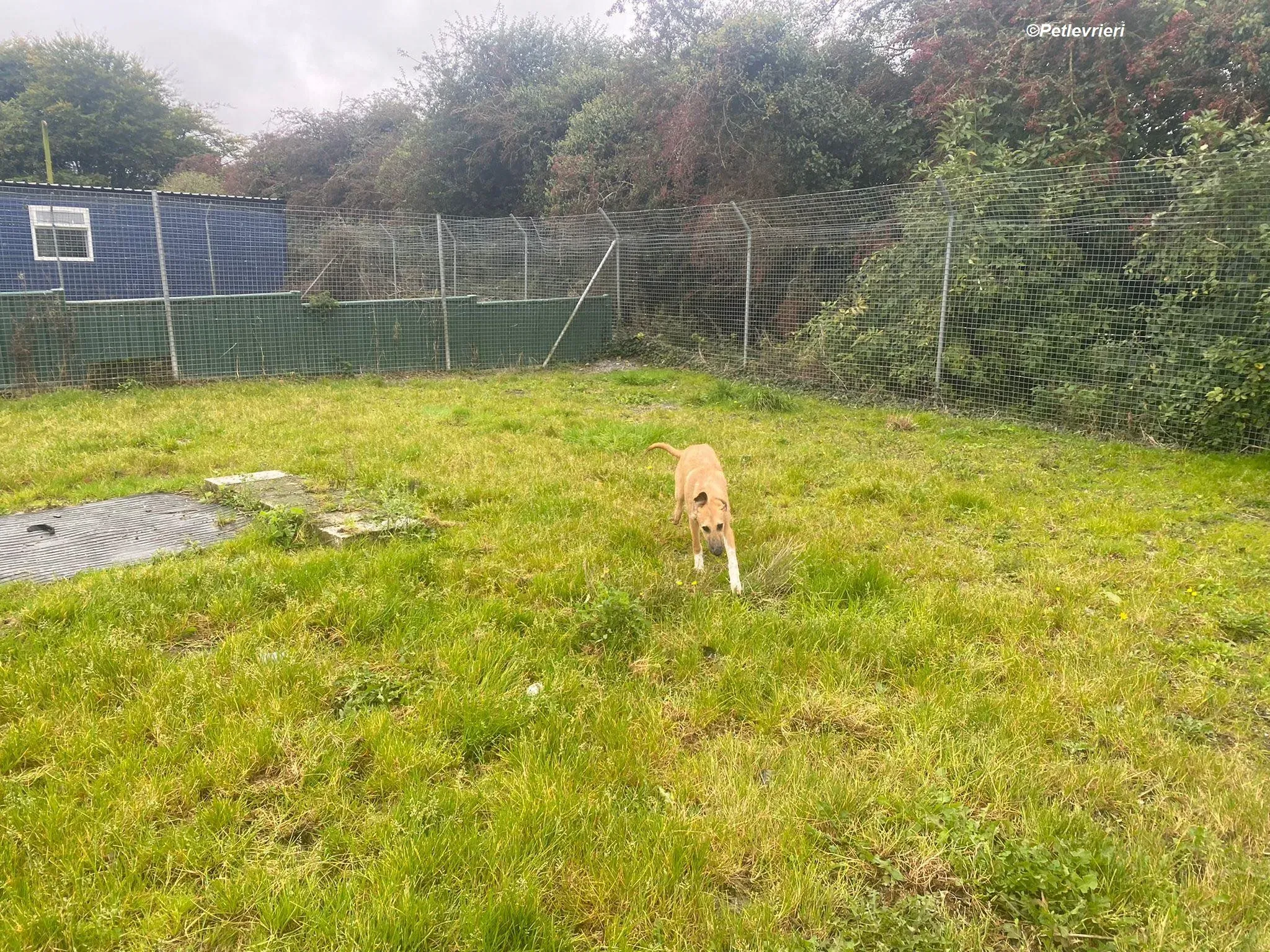 Bob adozione levrieri greyhound 1