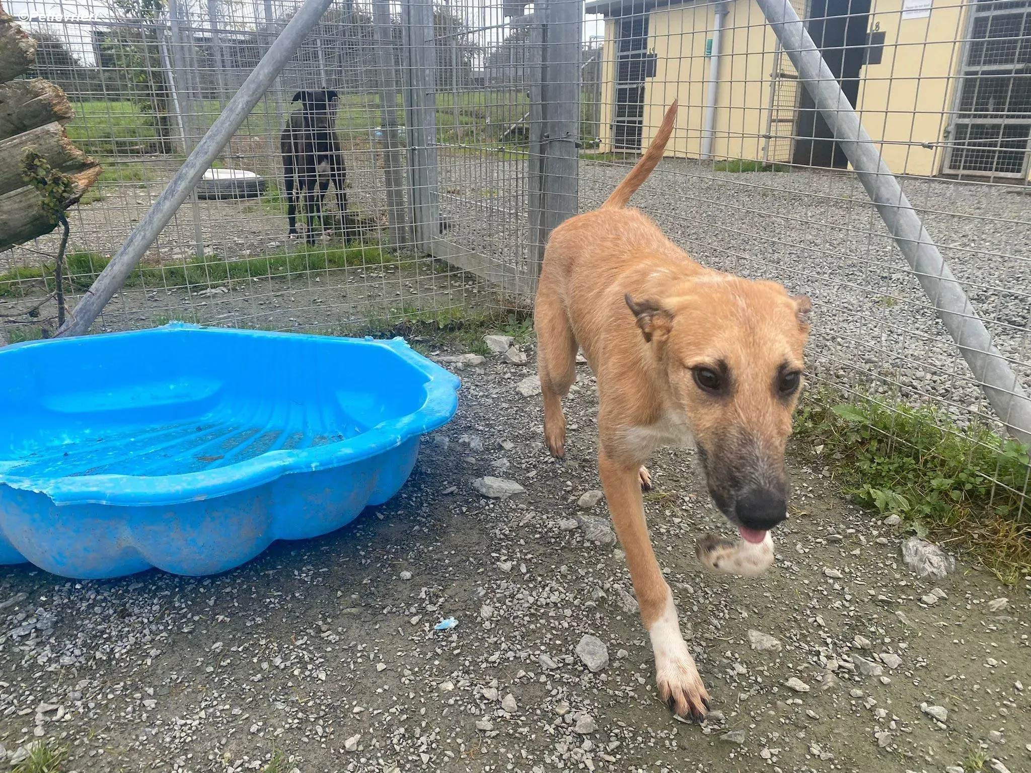 Bob adozione levrieri greyhound 2