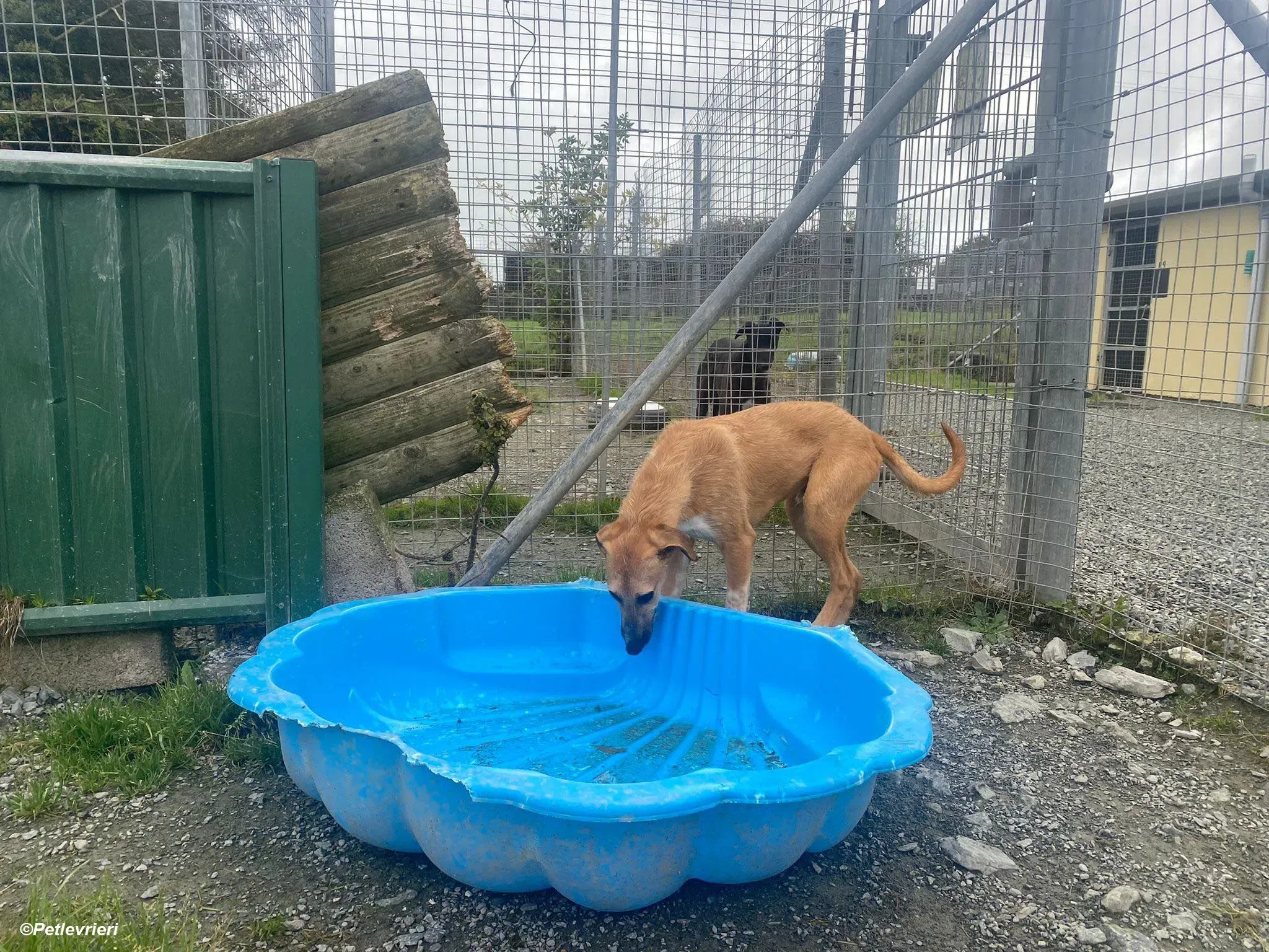 Bob adozione levrieri greyhound 3