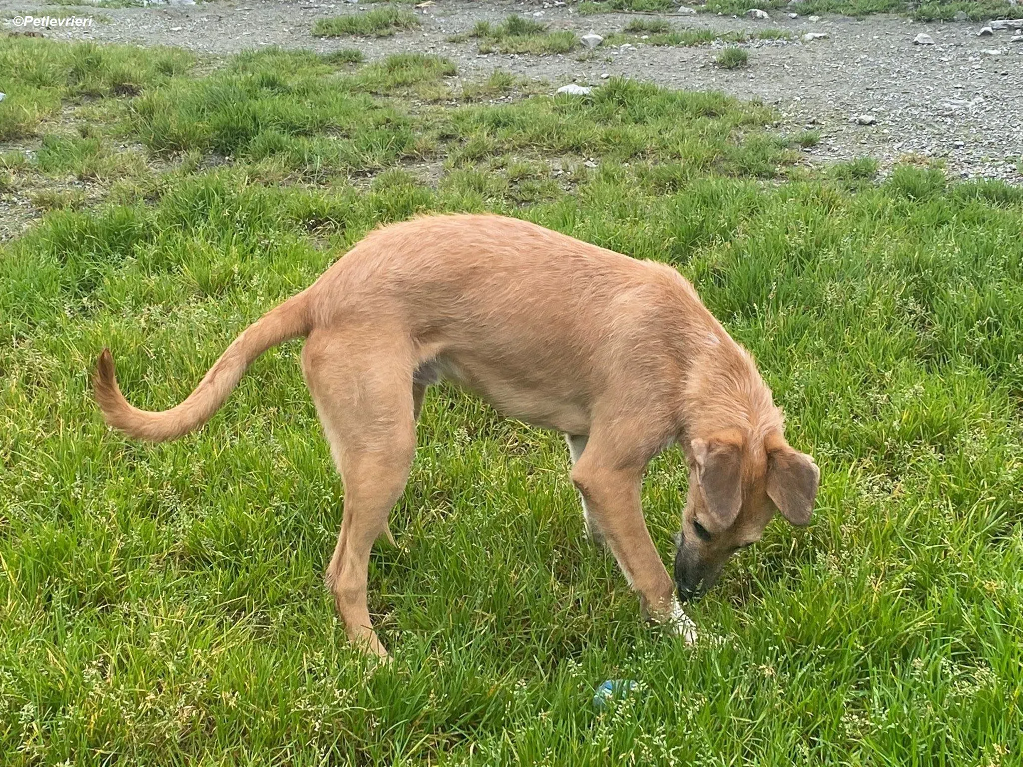 Bob adozione levrieri greyhound 5